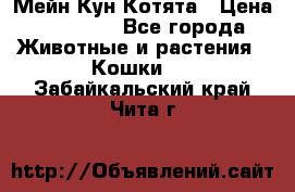 Мейн Кун Котята › Цена ­ 15 000 - Все города Животные и растения » Кошки   . Забайкальский край,Чита г.